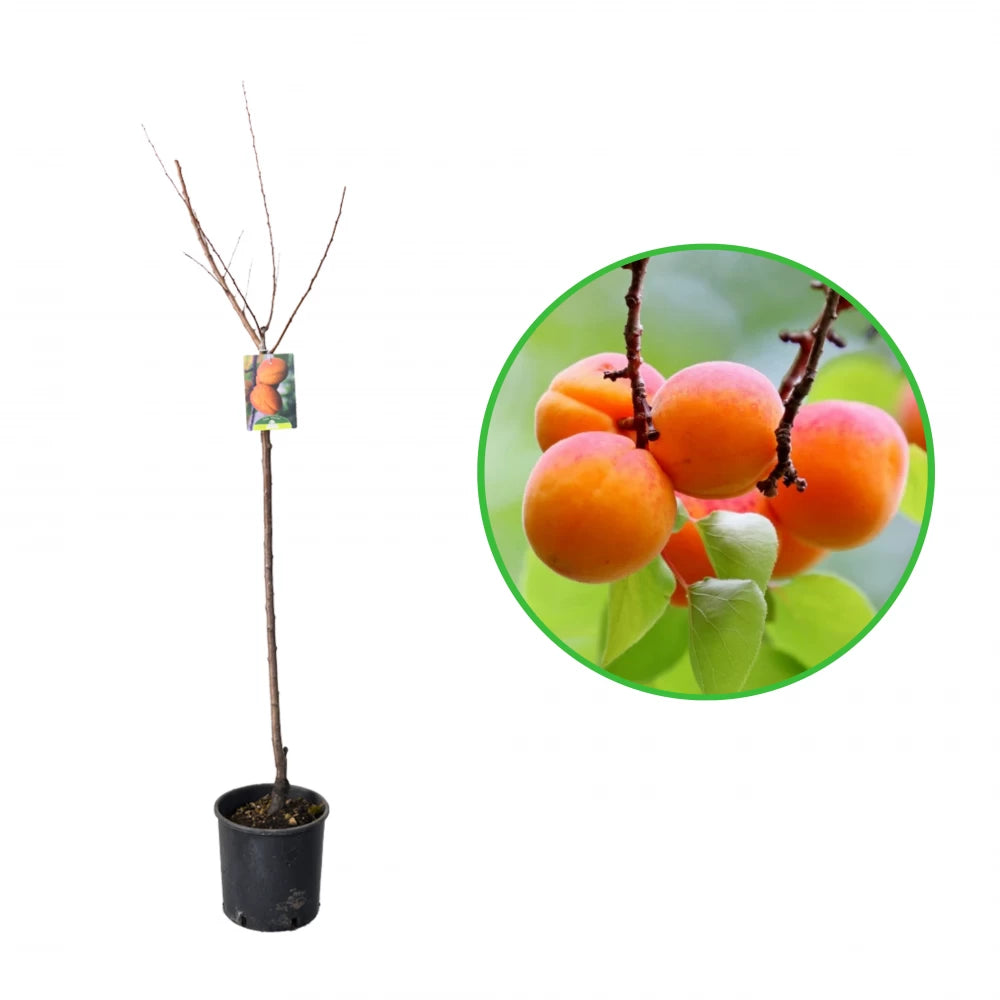 Cais Paviot, Prunus Armeniaca