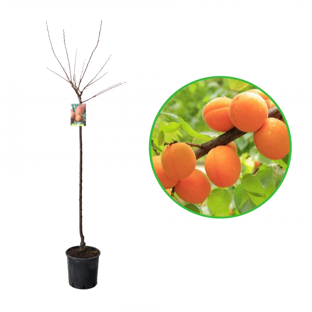 Cais Pisana, Prunus Armeniaca