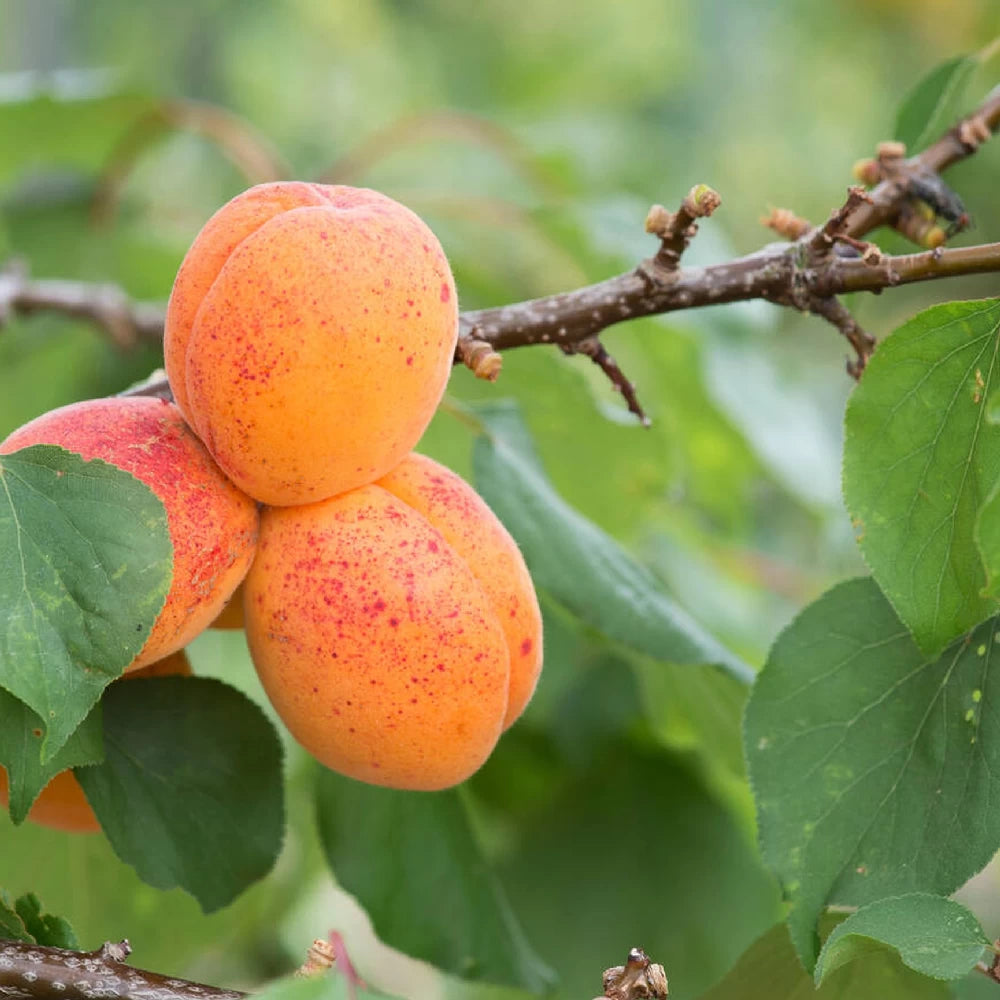 Cais Pitic, Prunus Armeniaca