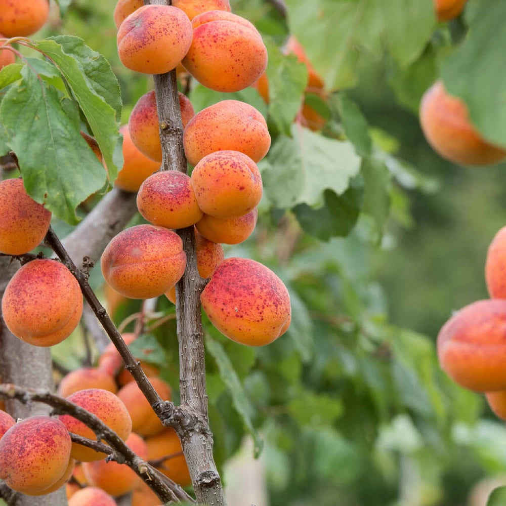 Cais Pitic, Prunus Armeniaca