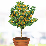 Cais Pitic, Prunus Armeniaca