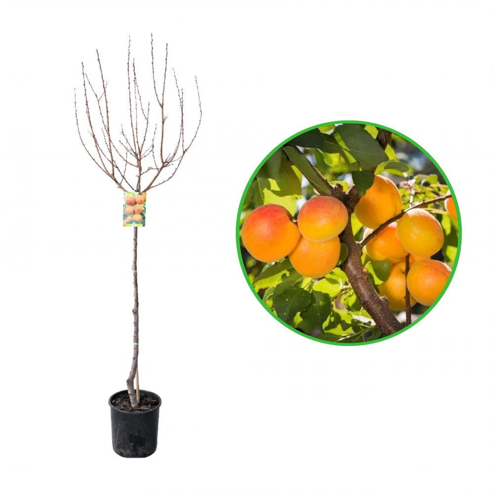 Cais Precoce D`Imola, Prunus Armeniaca