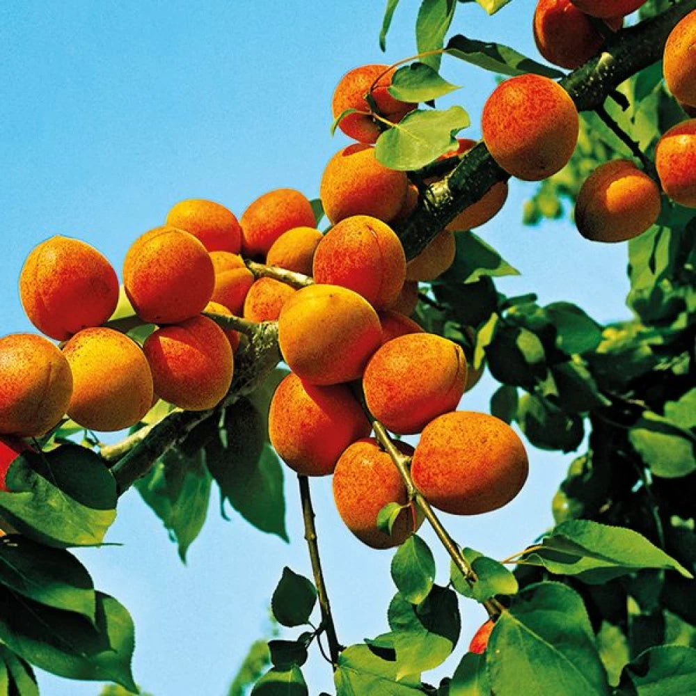 Cais Early Orange, Prunus Armeniaca