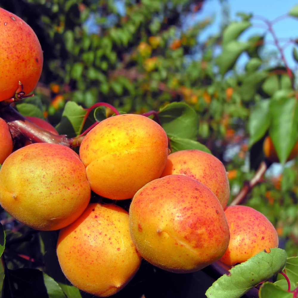 Cais Orange Red, Prunus Armeniaca