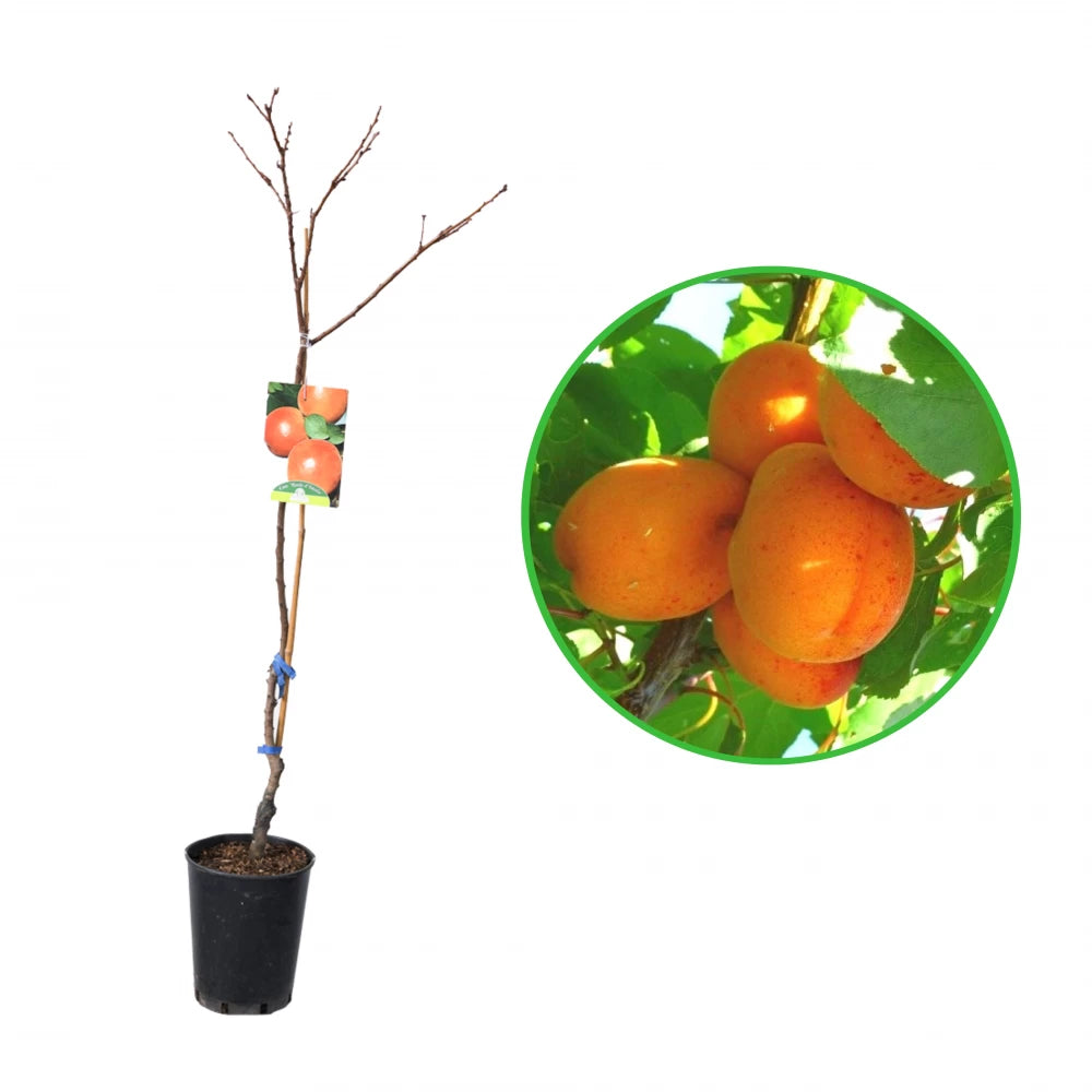 Cais Reale D`imola, Prunus Armeniaca