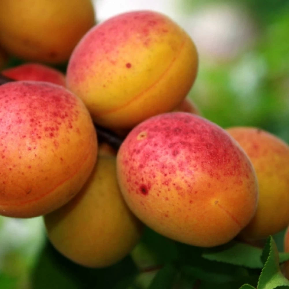 Cais Reale D`imola, Prunus Armeniaca