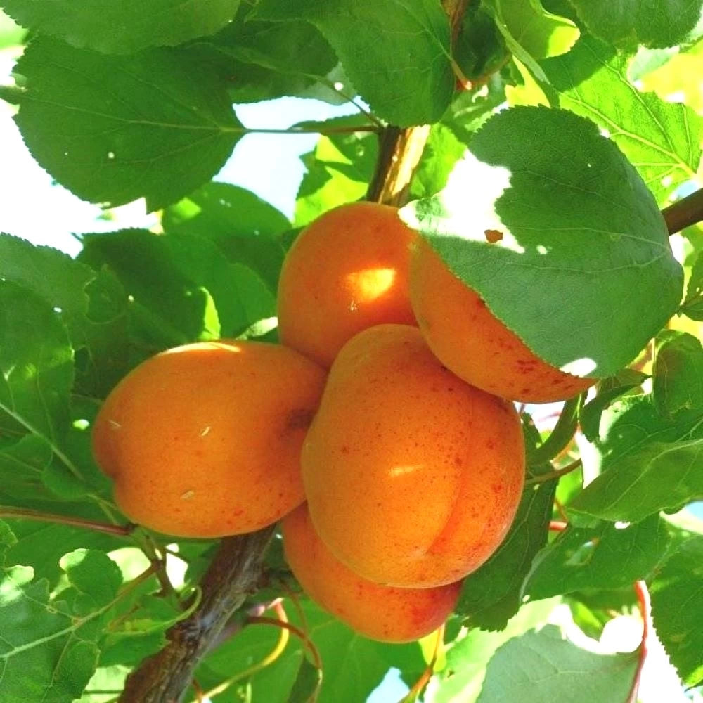 Cais Reale D`imola, Prunus Armeniaca