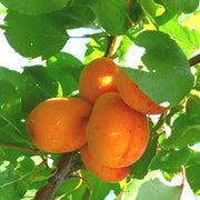 Cais Reale D`imola, Prunus Armeniaca