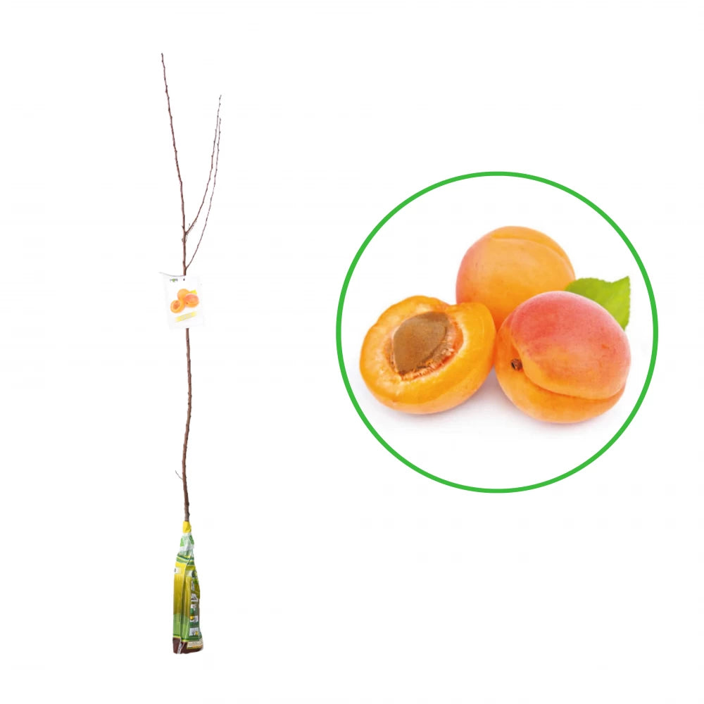 Cais Roxana, Prunus Armeniaca