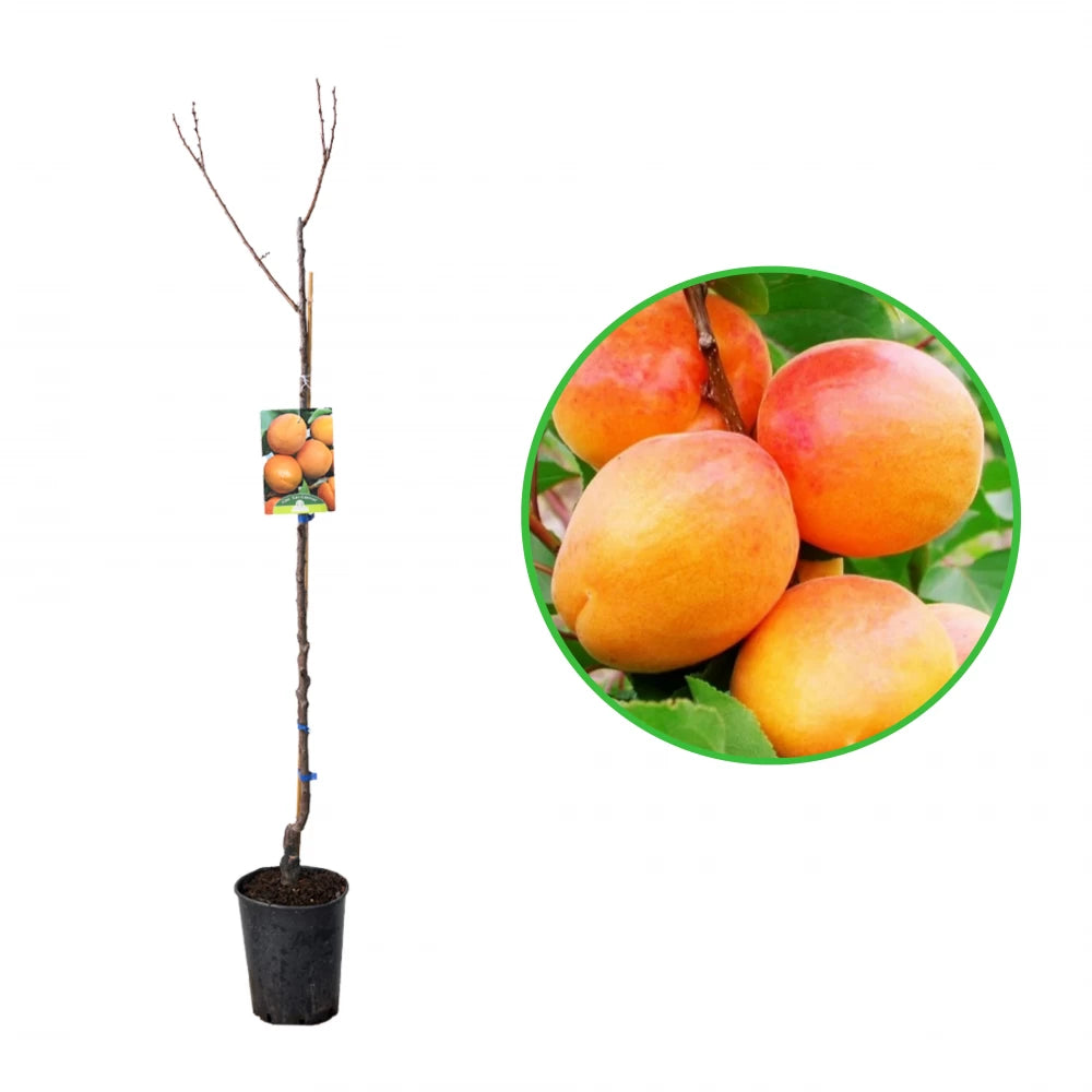 Cais San Castrese, Prunus Armeniaca