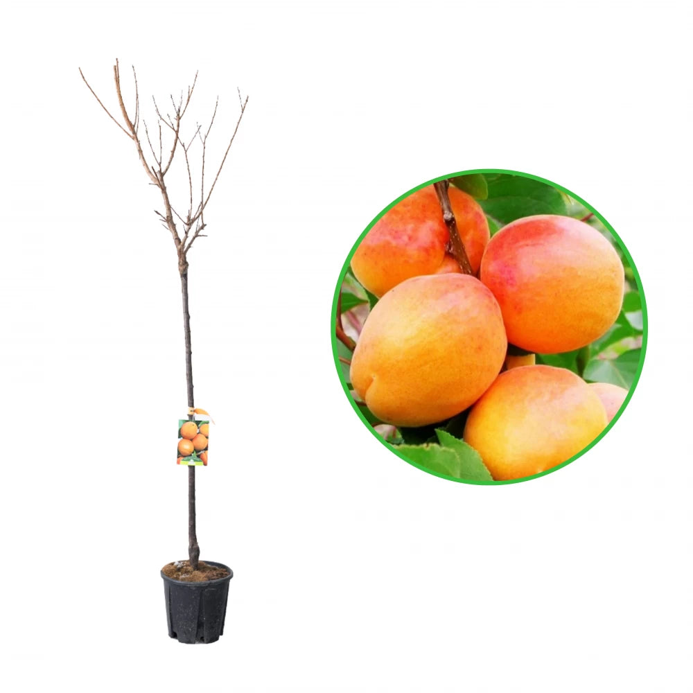 Cais San Castrese, Prunus Armeniaca