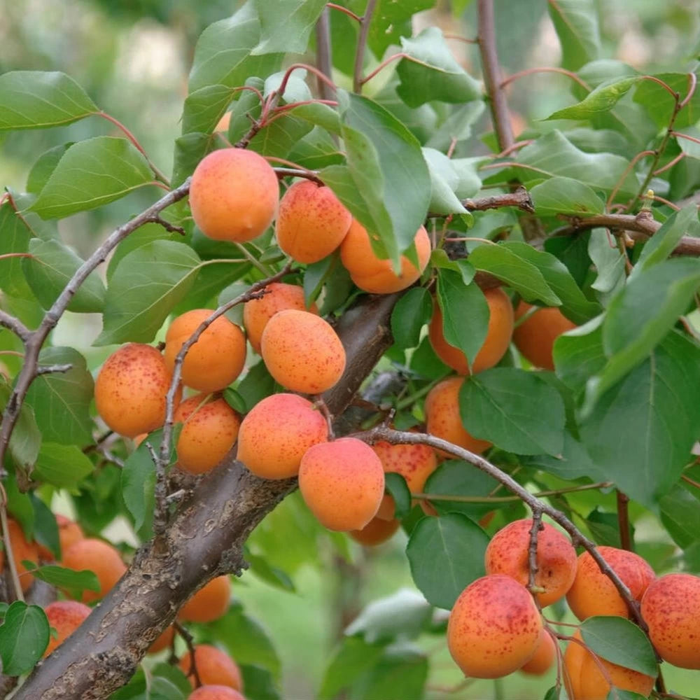 Cais Somo, Prunus Armeniaca