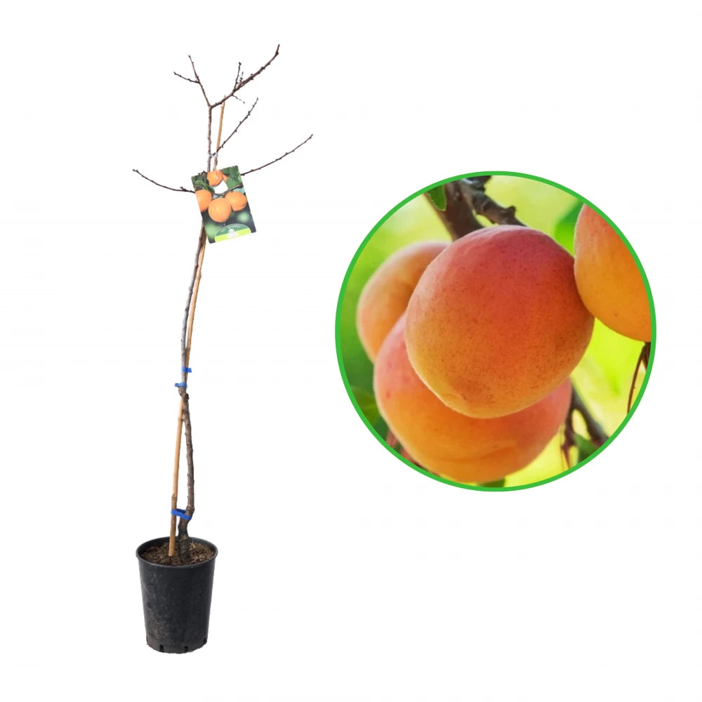 Cais Tyrinthos, Prunus Armeniaca