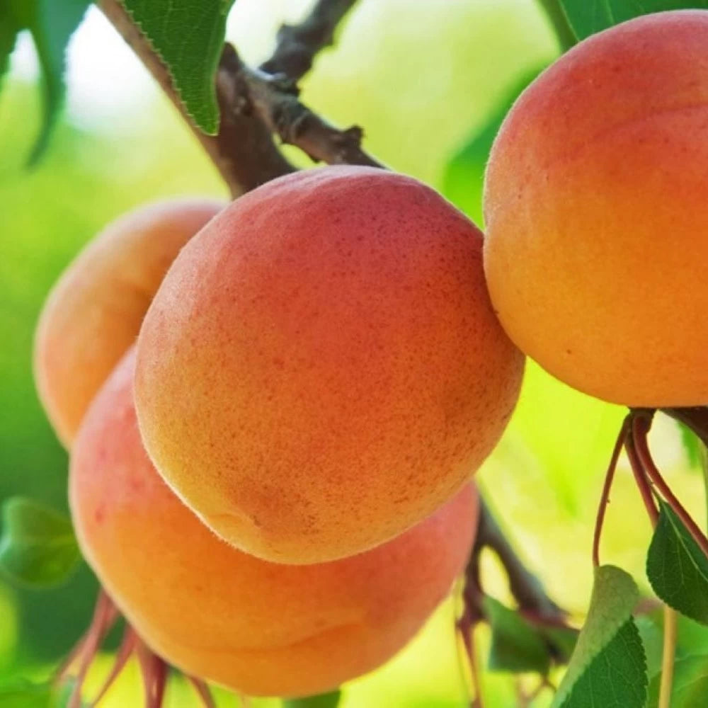 Cais Tyrinthos, Prunus Armeniaca