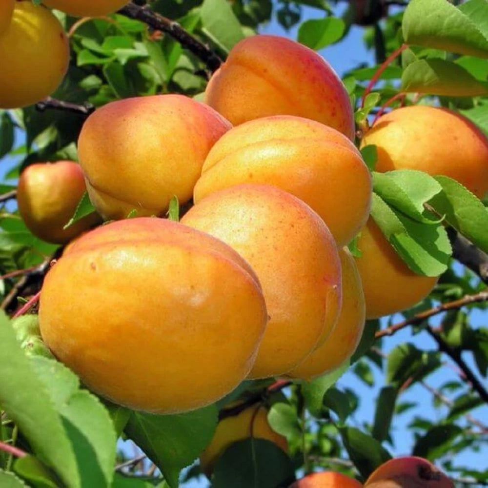 Cais Wczesna z Modern, Prunus Armeniaca