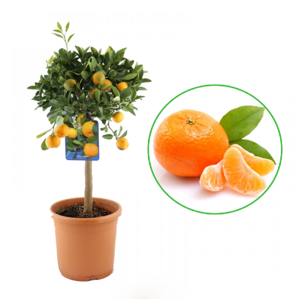 Calamondin, Citrus Calamondino