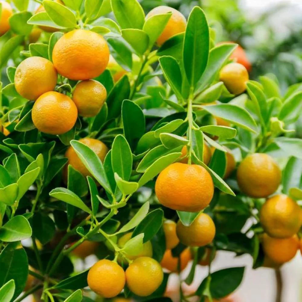 Calamondin, Citrus Calamondino