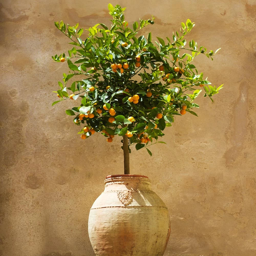 Calamondin, Citrus Calamondino