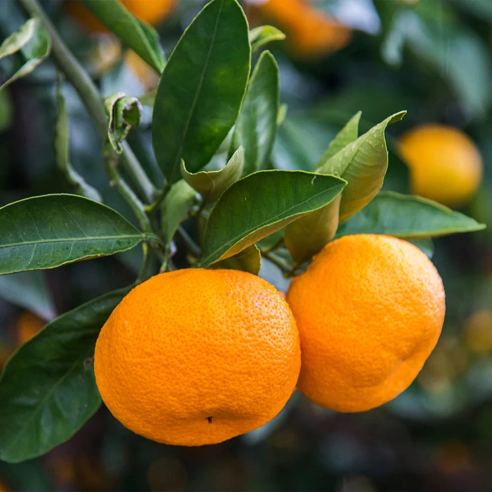 Calamondin, Citrus Calamondino