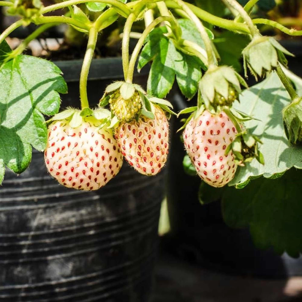 Capsun Alb Snow White, Pineberries