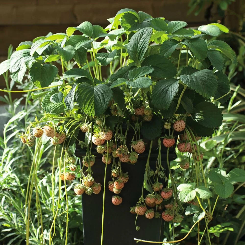 Capsun Alb Snow White, Pineberries