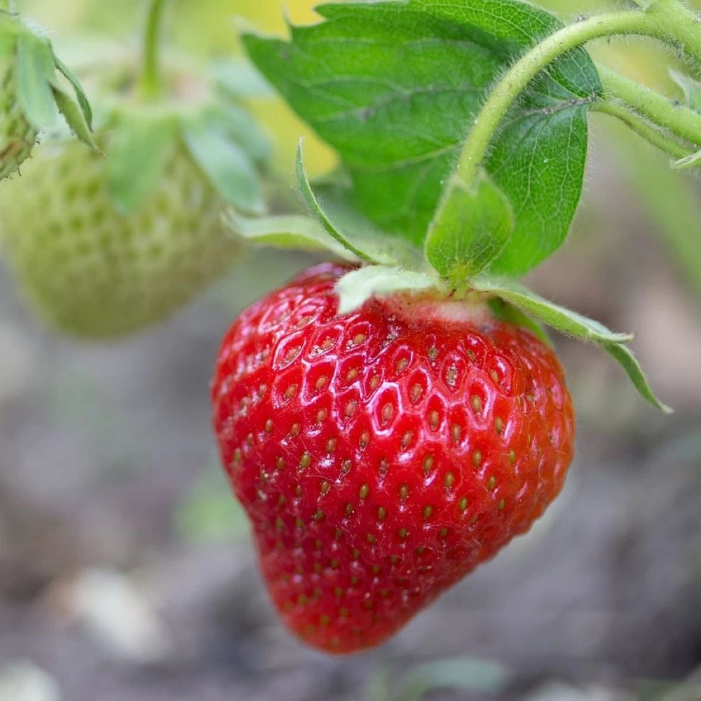 Capsun Mieze Schindler, Fragaria × Ananassa