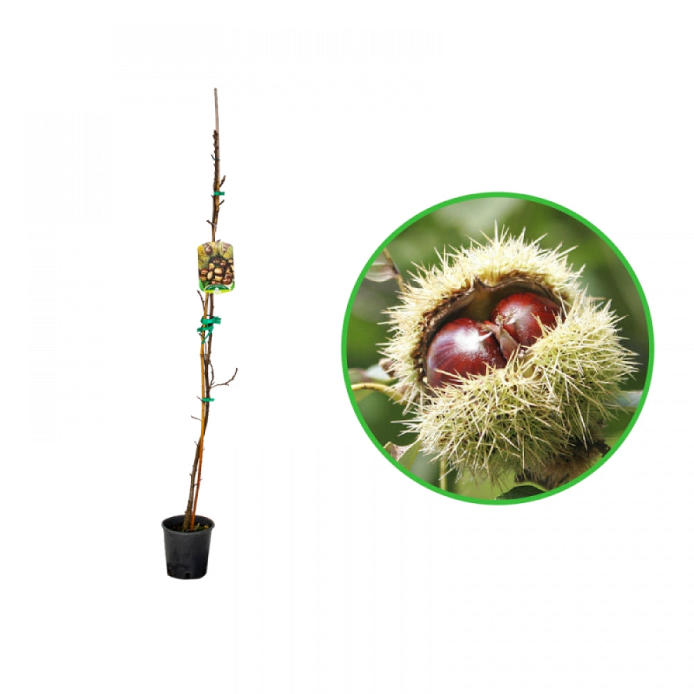 Castan Comestibil Carpinese, Castanea Sativa Carpinese