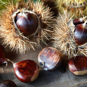 Castan Comestibil, Castanea Sativa