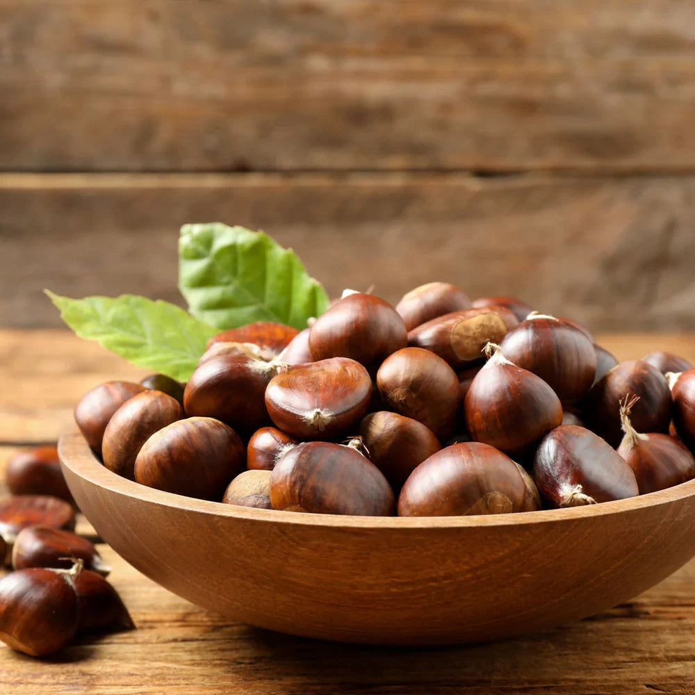 Castan Comestibil, Castanea Sativa