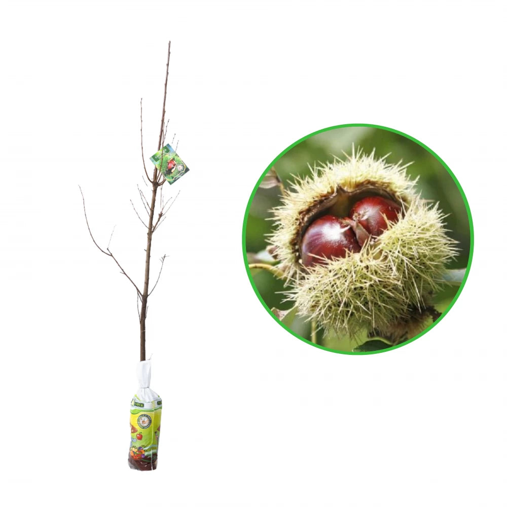 Castan Comestibil, Castanea Sativa