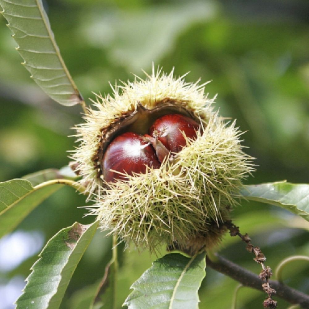 Castan Comestibil, Castanea Sativa
