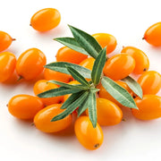 Catina Alba, Hippophae Rhamnoides