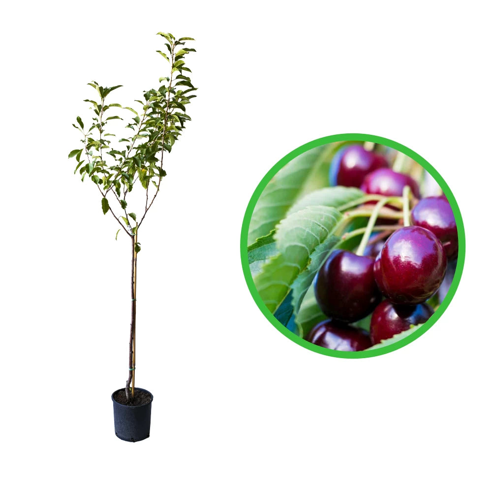 Cires Acru, Prunus Avium Amarena