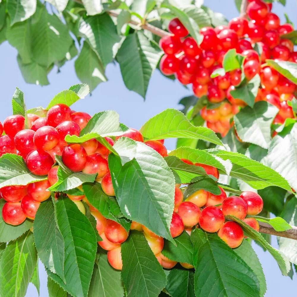 Cires Bianca di Verona, Prunus Avium