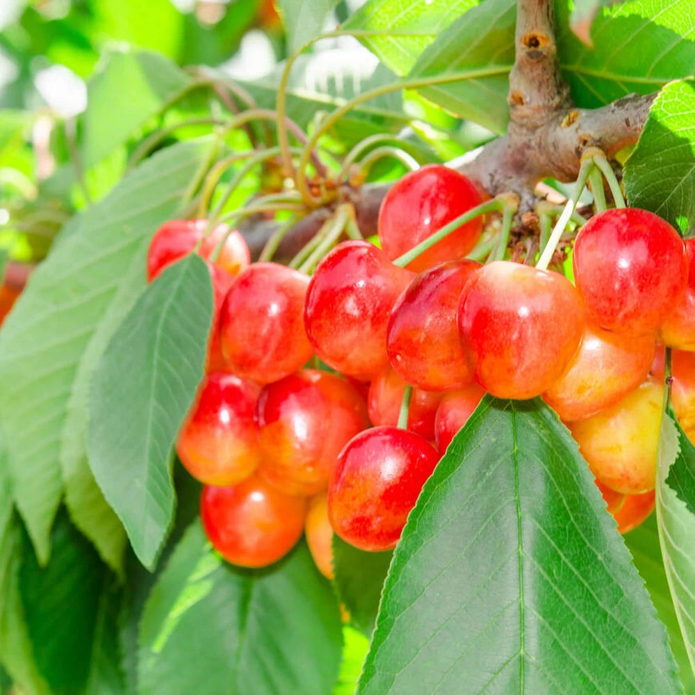 Cires Bianca di Verona, Prunus Avium
