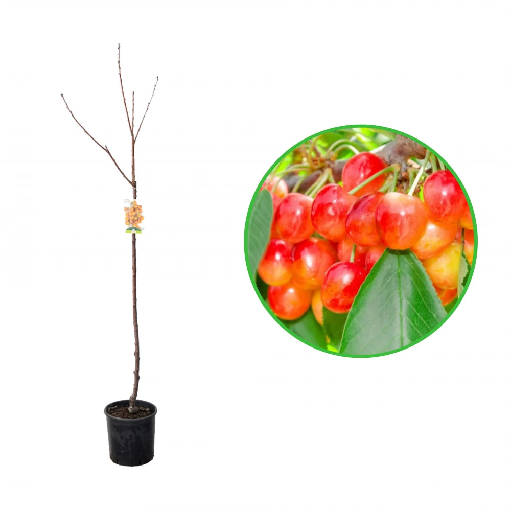 Cires Bianca di Verona, Prunus Avium