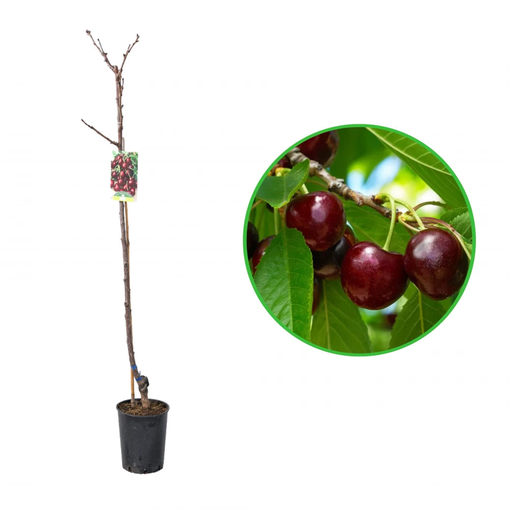 Cires Bigarreau Burlat, Prunus Avium