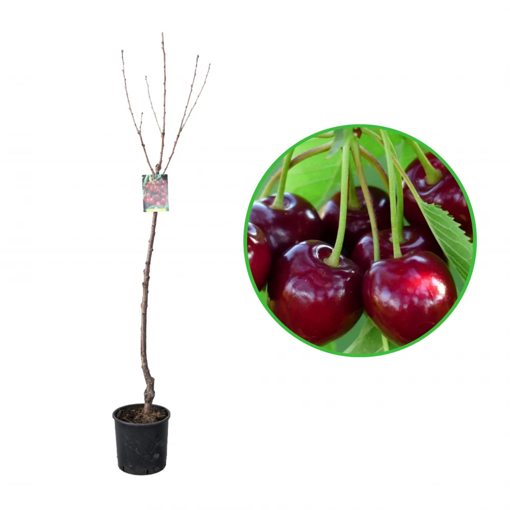 Cires Bigarreau Moreau, Prunus Avium