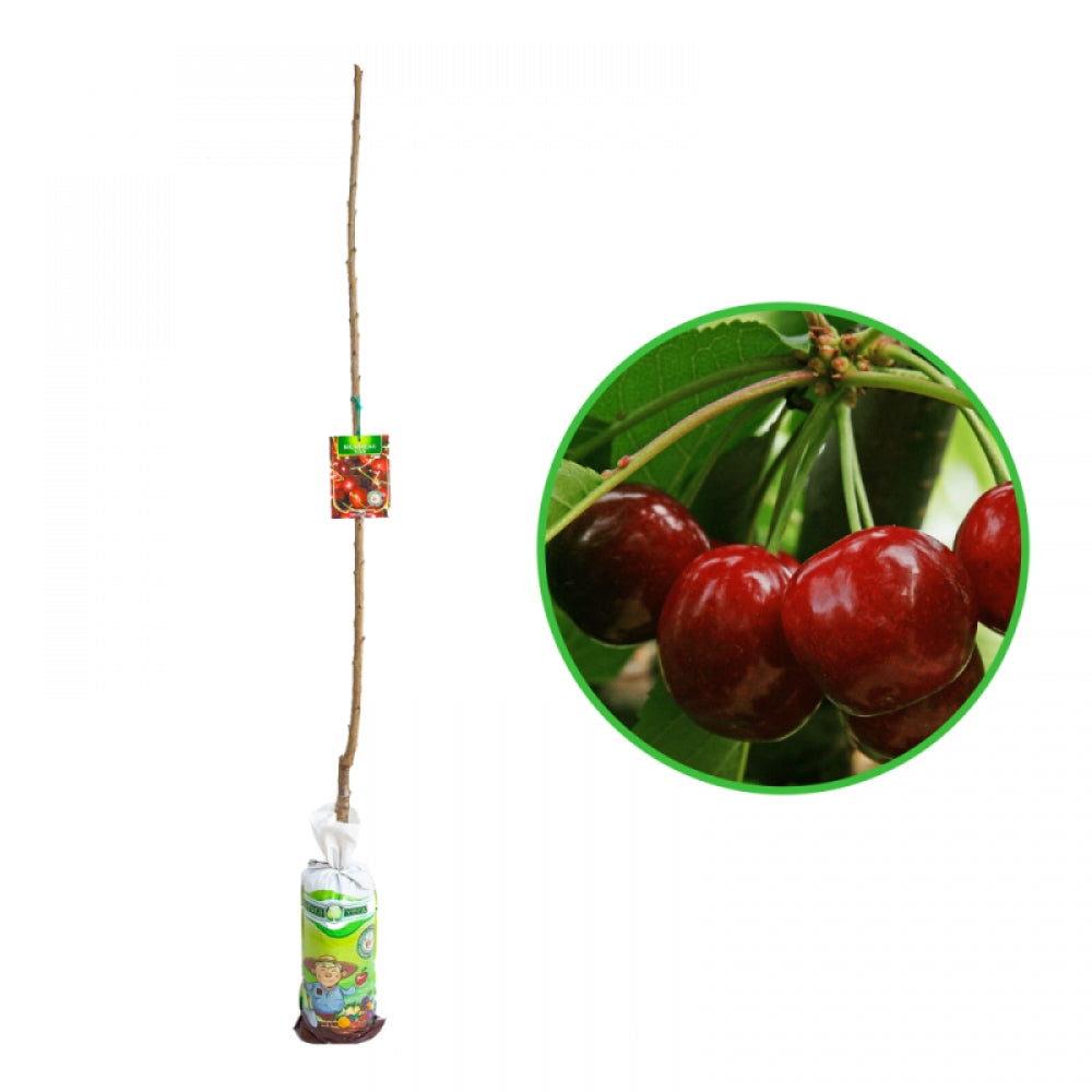 Cires Bigarreau Van, Prunus Avium