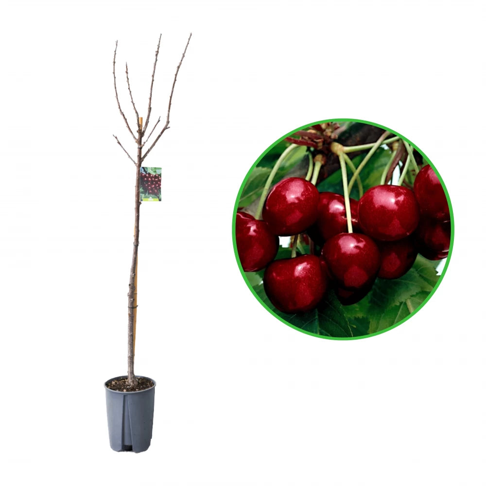 Cires Bigarreau Van, Prunus Avium