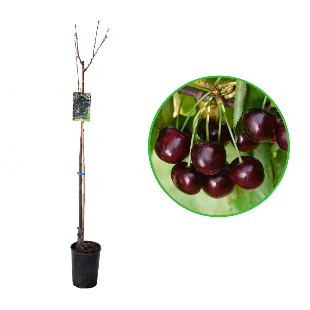 Cires Blackstar, Prunus Avium