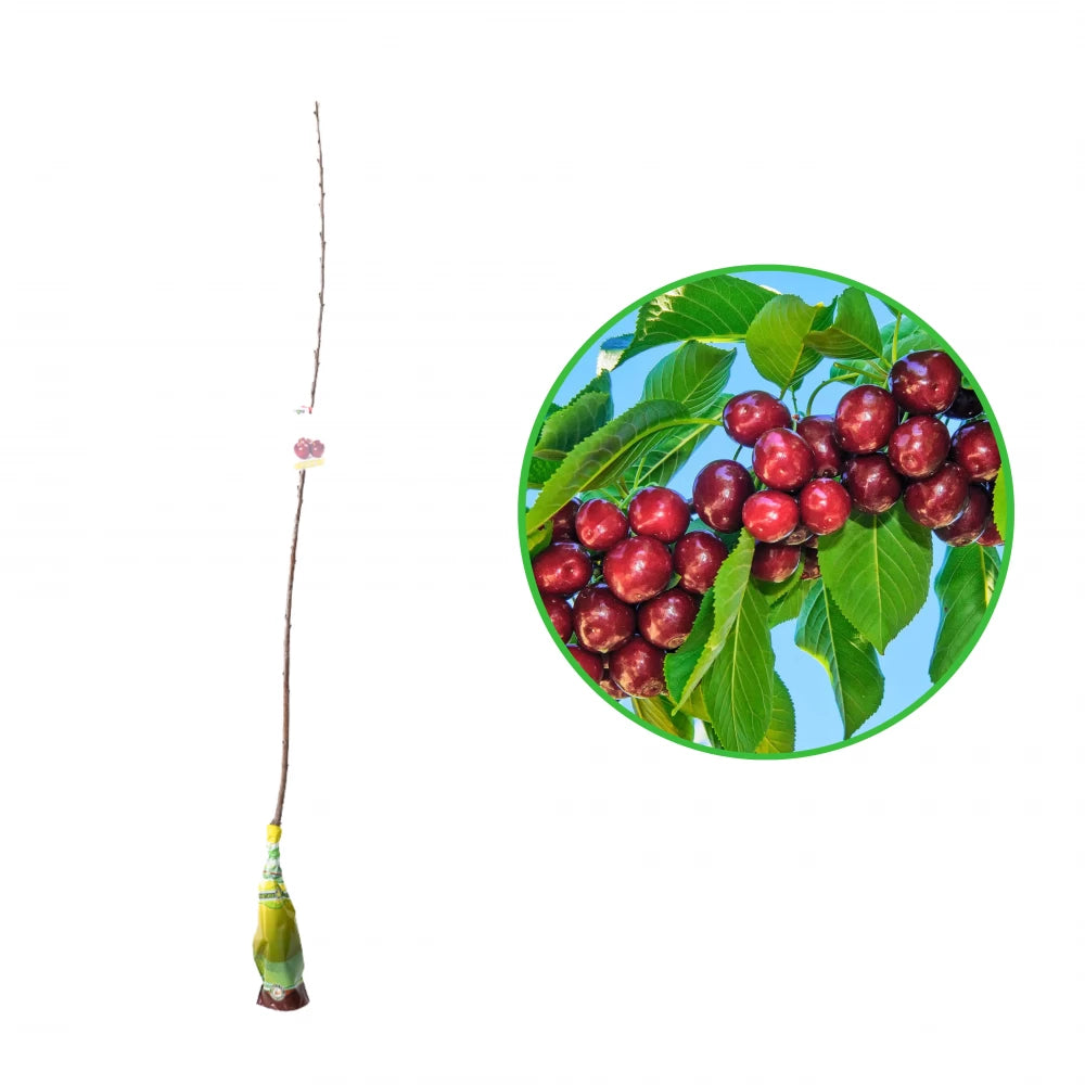 Cires Carmen, Prunus Avium