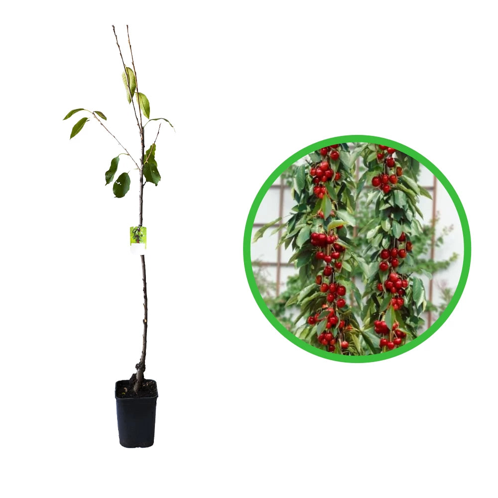 Cires Columnar, Prunus Avium