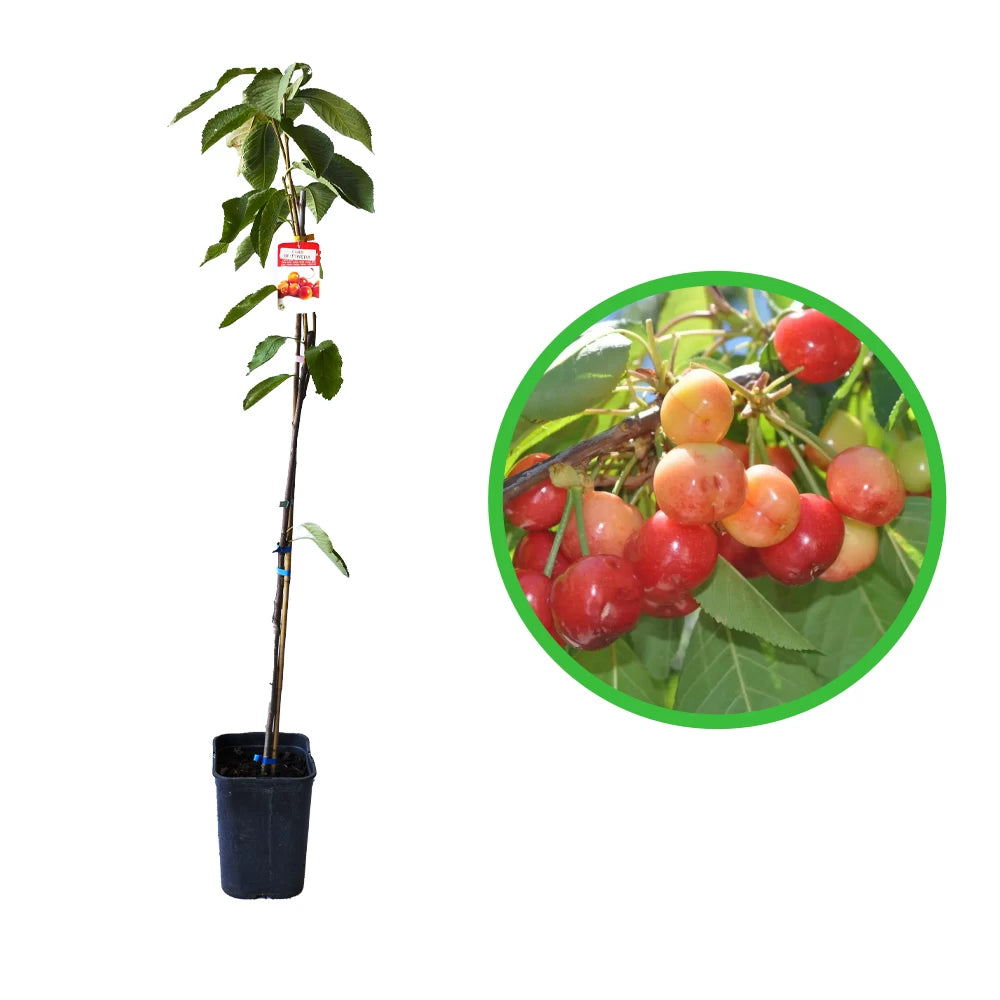 Cires Dulce Buttnera, Prunus Avium