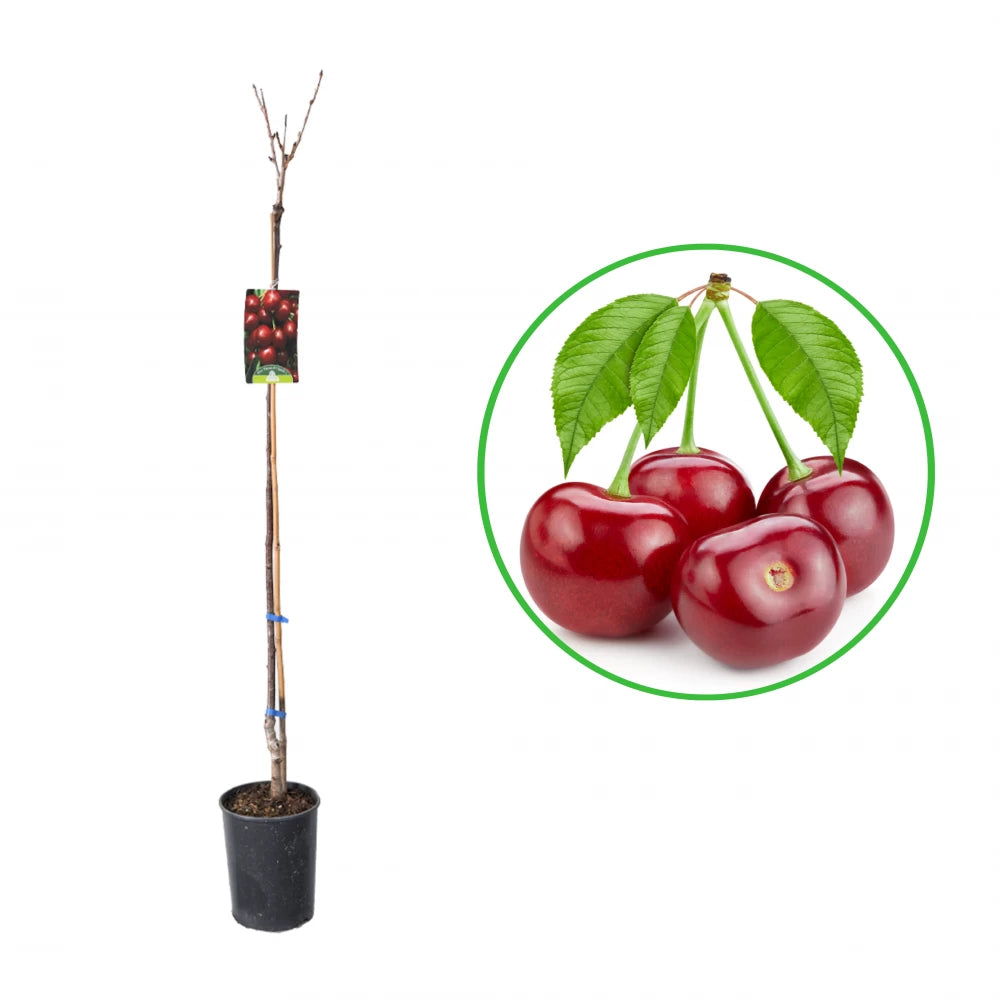 Cires Durano Di Vignola, Prunus Avium