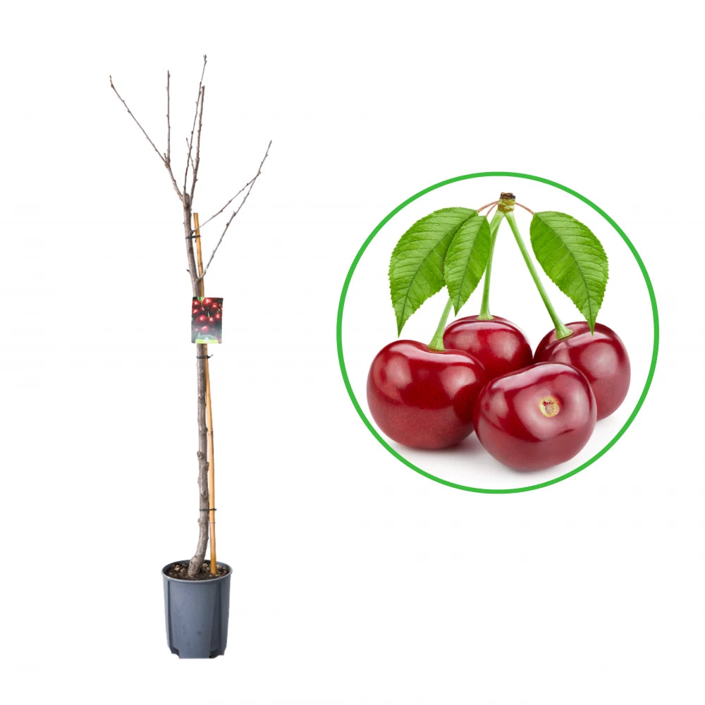 Cires Durano Di Vignola, Prunus Avium