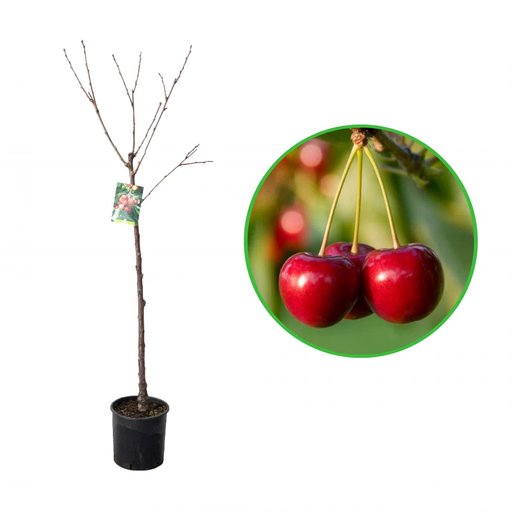 Cires Durona Cuore, Prunus Avium