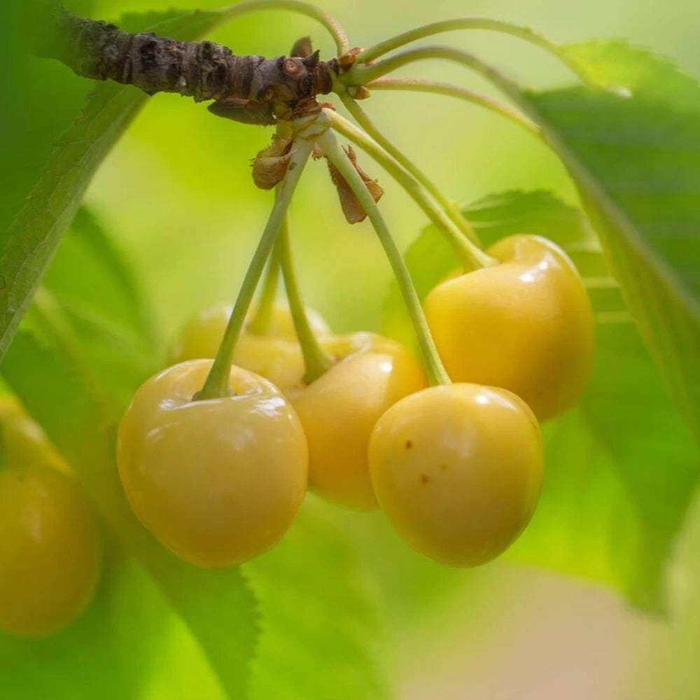 Cires Durona Gialla, Prunus Avium