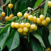 Cires Durona Gialla, Prunus Avium