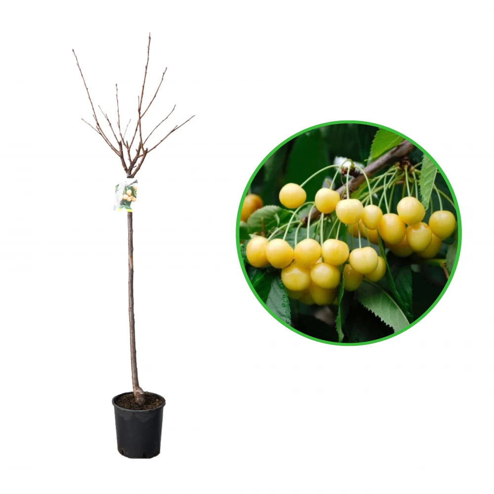 Cires Durona Gialla, Prunus Avium